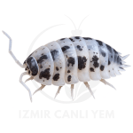 Porcellio Laevis Dairy Cow