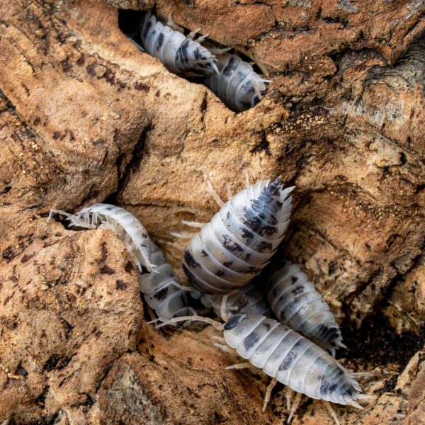 Porcellio Laevis Dairy Cow