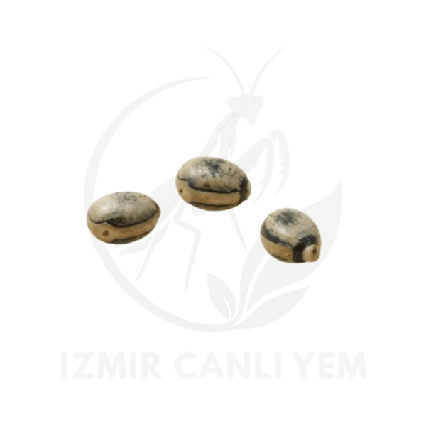 Extatosoma Tiaratum Yumurtası Extatosoma Tiaratum Yumurtası