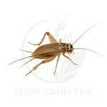Cırcır Böceği 10 Adet