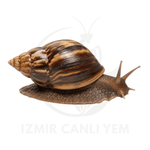 Dev Afrika Salyangozu Dev Afrika Salyangozu
