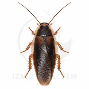 Blaptica Dubia 10 Adet