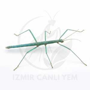 Medauroidea Extradentata